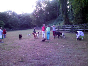 atthedogpark.jpg