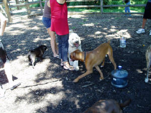 dogparkfriends.jpg